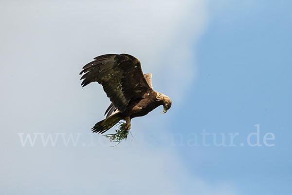 Steinadler (Aquila chrysaetos)