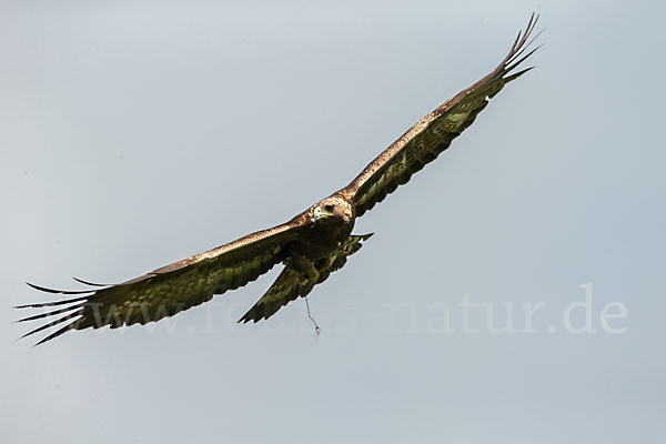 Steinadler (Aquila chrysaetos)