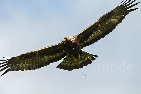 Steinadler (Aquila chrysaetos)