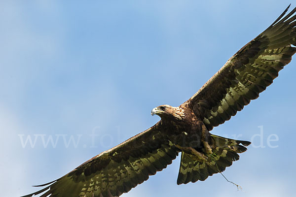 Steinadler (Aquila chrysaetos)