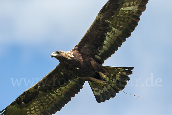 Steinadler (Aquila chrysaetos)