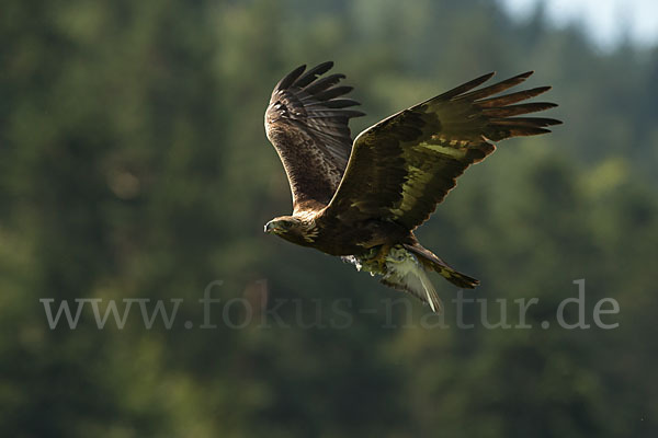 Steinadler (Aquila chrysaetos)