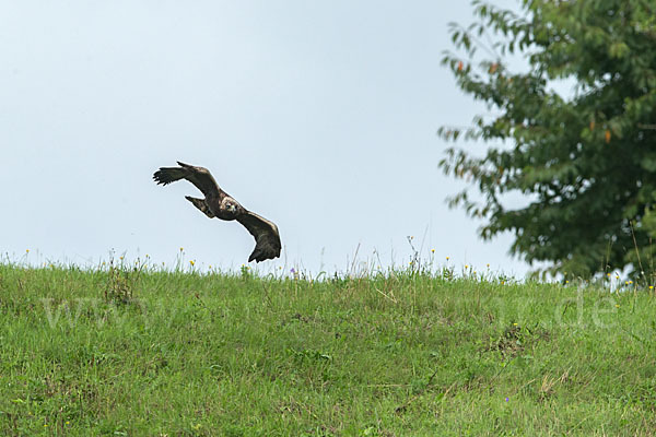 Steinadler (Aquila chrysaetos)