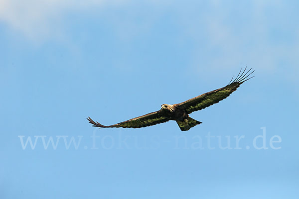 Steinadler (Aquila chrysaetos)