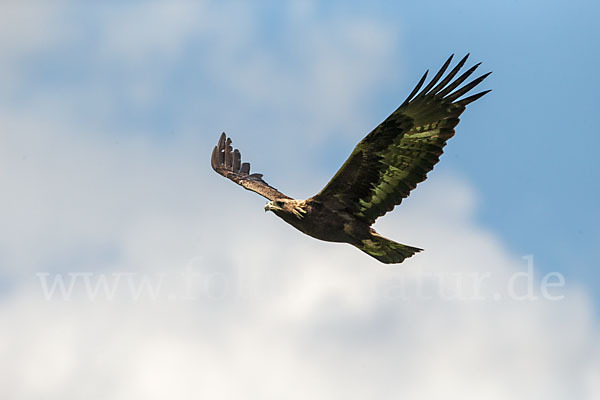 Steinadler (Aquila chrysaetos)