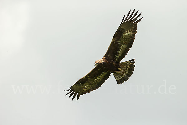 Steinadler (Aquila chrysaetos)