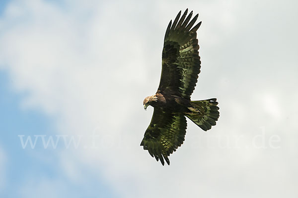 Steinadler (Aquila chrysaetos)