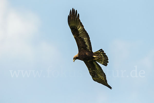 Steinadler (Aquila chrysaetos)