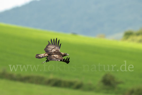 Steinadler (Aquila chrysaetos)