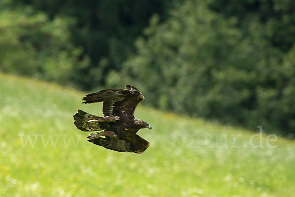 Steinadler (Aquila chrysaetos)