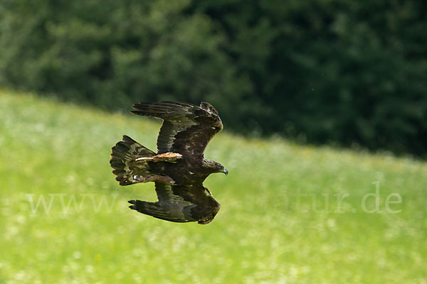 Steinadler (Aquila chrysaetos)