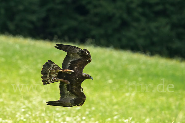 Steinadler (Aquila chrysaetos)