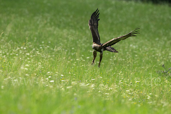 Steinadler (Aquila chrysaetos)