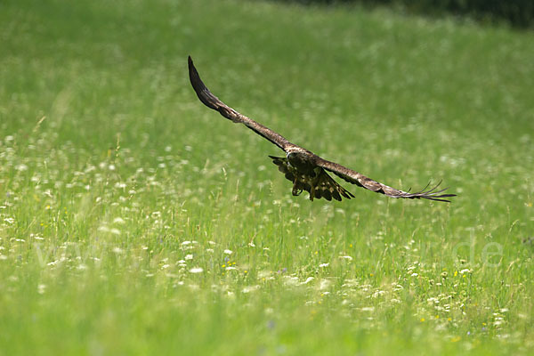 Steinadler (Aquila chrysaetos)