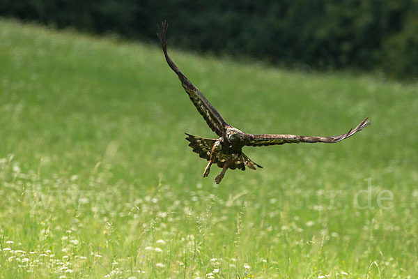 Steinadler (Aquila chrysaetos)