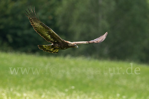 Steinadler (Aquila chrysaetos)