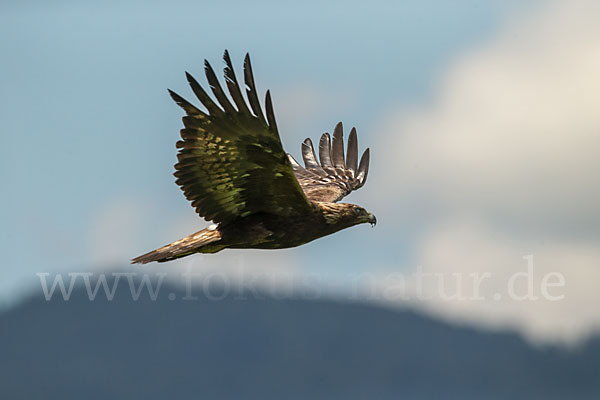 Steinadler (Aquila chrysaetos)