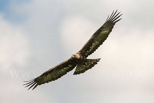 Steinadler (Aquila chrysaetos)