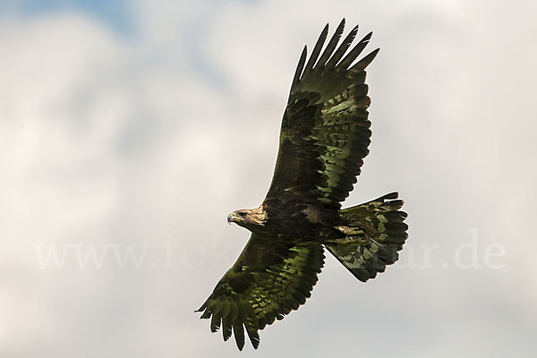 Steinadler (Aquila chrysaetos)