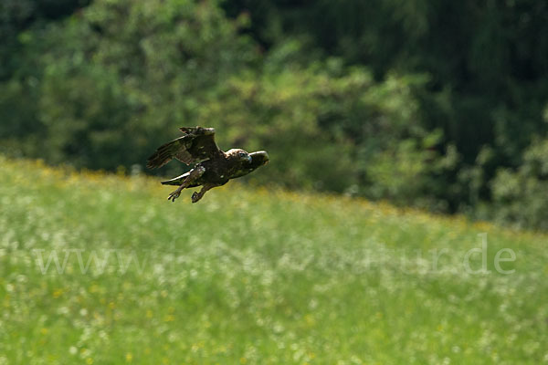 Steinadler (Aquila chrysaetos)