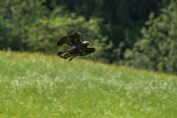 Steinadler (Aquila chrysaetos)