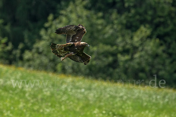 Steinadler (Aquila chrysaetos)