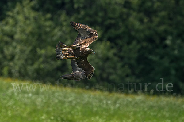 Steinadler (Aquila chrysaetos)