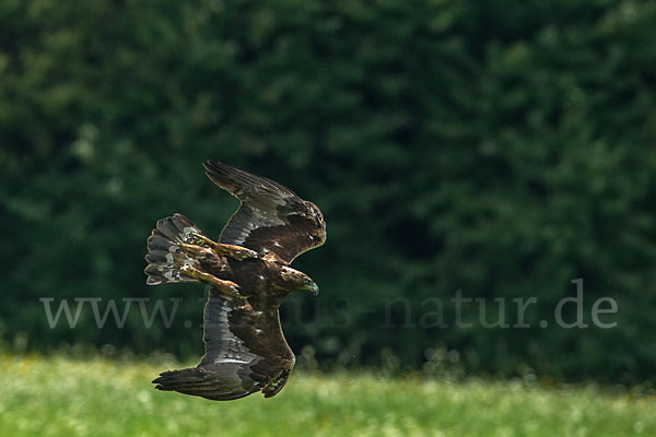 Steinadler (Aquila chrysaetos)