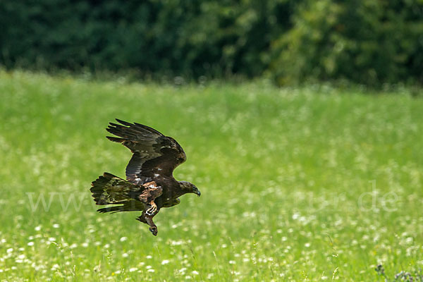 Steinadler (Aquila chrysaetos)