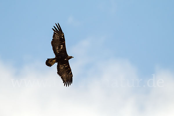 Steinadler (Aquila chrysaetos)