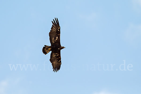 Steinadler (Aquila chrysaetos)