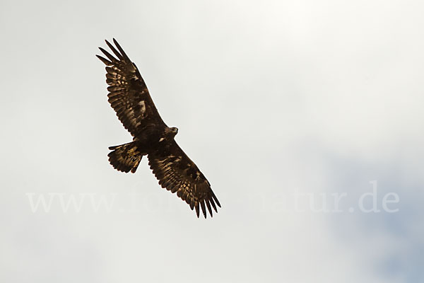 Steinadler (Aquila chrysaetos)