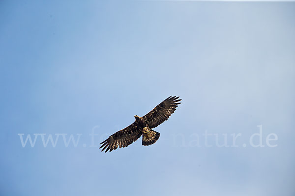 Steinadler (Aquila chrysaetos)