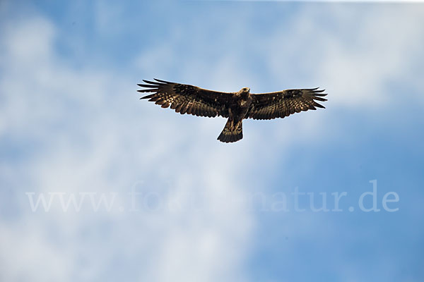 Steinadler (Aquila chrysaetos)