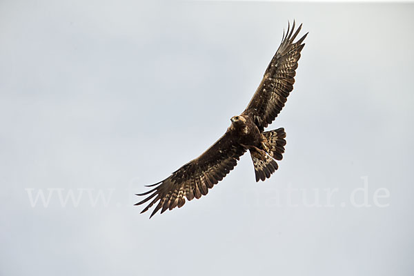 Steinadler (Aquila chrysaetos)