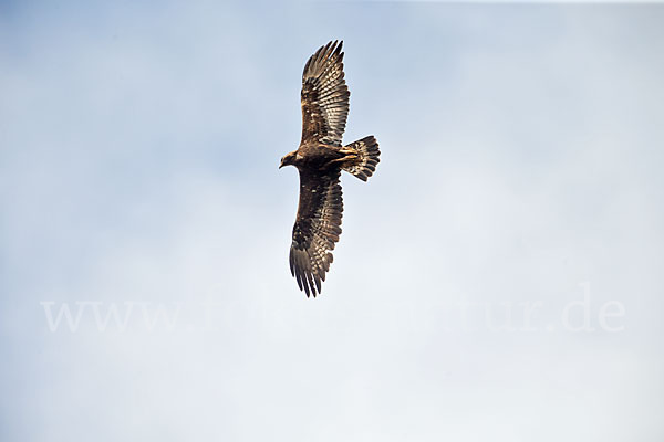 Steinadler (Aquila chrysaetos)