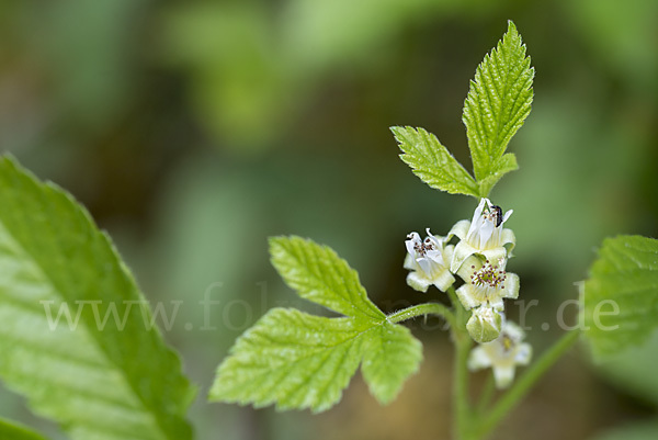 Steinbeere (Rubus saxatilis)