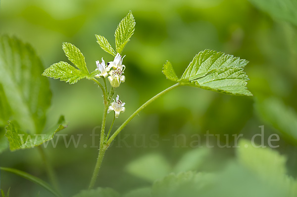 Steinbeere (Rubus saxatilis)