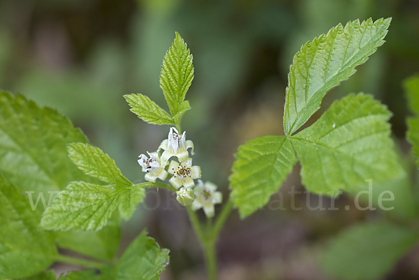 Steinbeere (Rubus saxatilis)