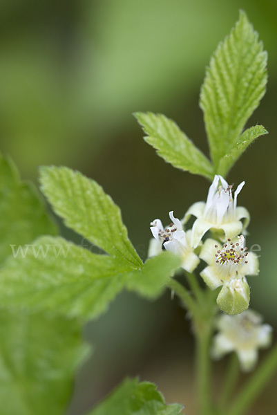 Steinbeere (Rubus saxatilis)