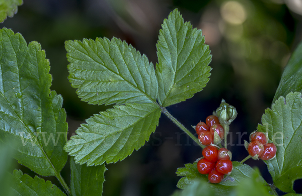 Steinbeere (Rubus saxatilis)