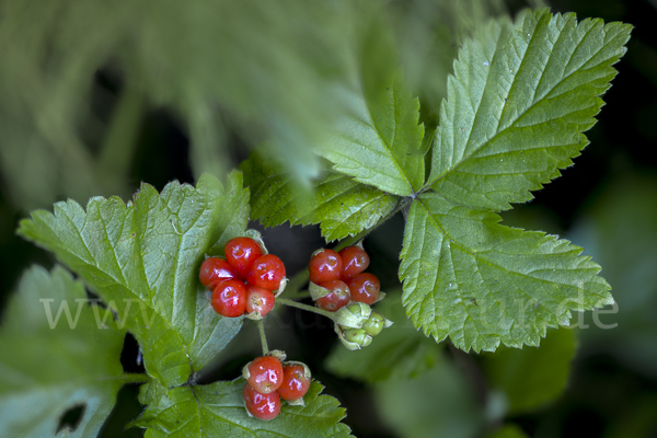 Steinbeere (Rubus saxatilis)