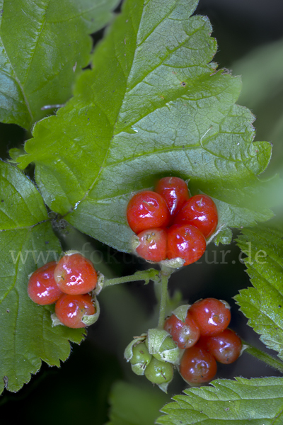 Steinbeere (Rubus saxatilis)