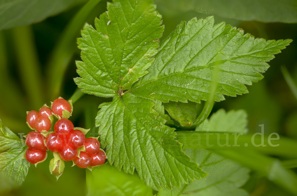 Steinbeere (Rubus saxatilis)