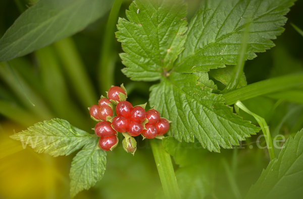 Steinbeere (Rubus saxatilis)