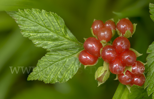 Steinbeere (Rubus saxatilis)