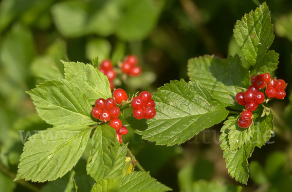 Steinbeere (Rubus saxatilis)