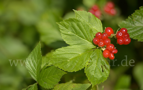 Steinbeere (Rubus saxatilis)