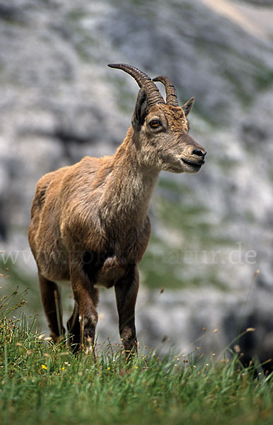 Steinbock (Capra ibex)