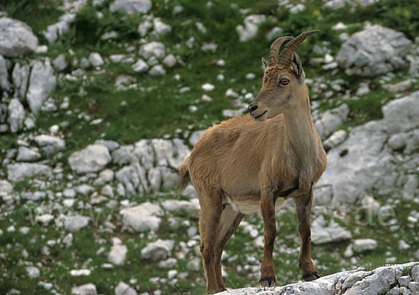 Steinbock (Capra ibex)